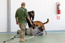 ACADEPOL Policiais concluem treinamento para operar com cães em ações operacionais  (13).jpg