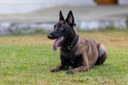 ACADEPOL Policiais concluem treinamento para operar com cães em ações operacionais  (16).jpg