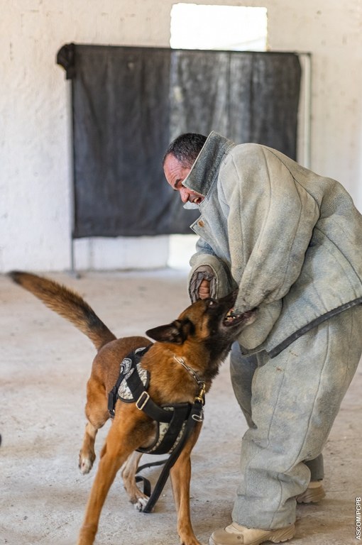 ACADEPOL Policiais concluem treinamento para operar com cães em ações operacionais  (2).jpg