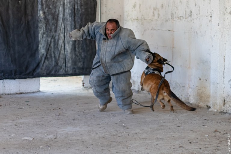 ACADEPOL Policiais concluem treinamento para operar com cães em ações operacionais  (3).jpg
