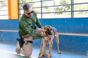 ACADEPOL Policiais concluem treinamento para operar com cães em ações operacionais  (9).jpg