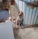 4patas0.jpeg