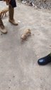 4patas3.jpeg