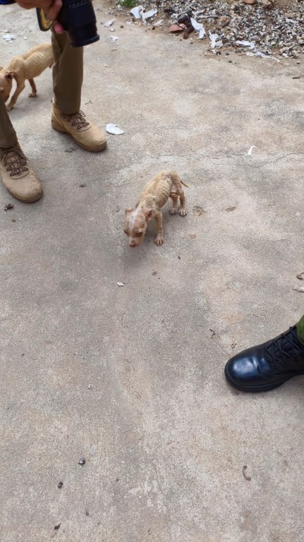 4patas3.jpeg