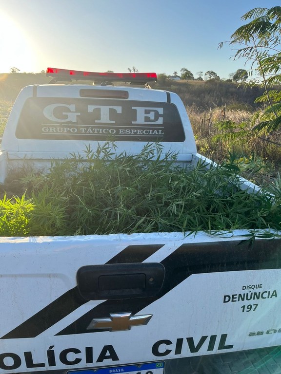 Polícia Civil apreende mais de 100 pés de maconha na zona rural de Esperança.jpeg